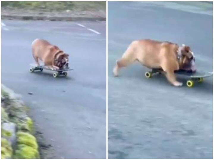स्केट बोर्ड की शानदार सवारी करता दिखा कुत्ता, वीडियो वायरल Dog seen riding a skateboard video is going viral स्केट बोर्ड की शानदार सवारी करता दिखा कुत्ता, वीडियो वायरल