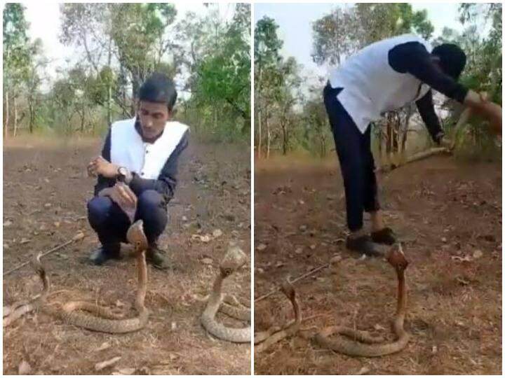 Snake attacked a person playing with snakes video will surprise सापों के साथ खेलना शख्स को पड़ा भारी, अचानक हुए हमले से दहल जाएंगे आप