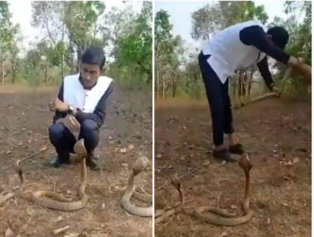 Watch video: Snake stunt goes wrong! Man gets bitten while handling cobras Snake Stunt Goes Wrong :  కోబ్రాలతో గేమ్సా ? ఏం జరుగుతుందో సయ్యద్‌కు బాగా తెలుసు