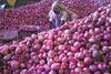 Onion Prices Fall  : कांद्याच्या दरात घसरण झाल्यानं बळीराजाच्या डोळ्यात पाणी, लहरी वातावरणामुळं उत्पन्नातही घट