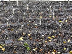 Delhi: जानिए- एनडीएमसी कैसे करती है सीवेज के पानी का फिर से इस्तेमाल, क्या हैं इसके फायदे?