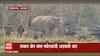 Assam Elephant: नवजात पिल्लांसाठी हत्तीणीची धडपड ABP Majha