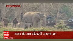 Assam Elephant: नवजात पिल्लांसाठी हत्तीणीची धडपड ABP Majha