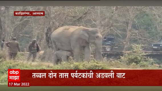 Assam Elephant: नवजात पिल्लांसाठी हत्तीणीची धडपड ABP Majha