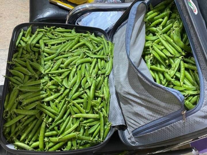 Trending News: जयपुर एयरपोर्ट पर चेक हुआ आईपीएस अफसर का बैग, तो सभी रह गए हैरान Security officials at Jaipur airport checked the bag of IPS officer Arun Bothra bag filled with green peas photo went viral on social media Trending News: जयपुर एयरपोर्ट पर चेक हुआ आईपीएस अफसर का बैग, तो सभी रह गए हैरान