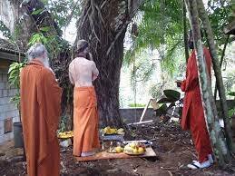 White palash tree has special importance on holi tantriks do tantric actions earn money હોળીના પર્વમાં આ વૃક્ષની નીચે પૂજા વિધિ કરવાથી થાય ધન લાભ, ભૌતિક સંપદા માટે તાંત્રિક કરે છે આ કામ