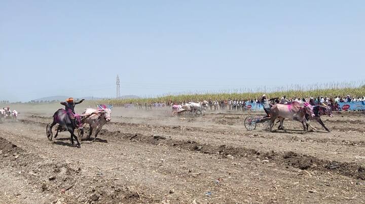 सांगलीत गौरव नायकवडी यांच्या वाढदिवसानिमित्त जिल्हाधिकाऱ्यांची परवानगी घेऊन आणि सर्व नियम पाळून वाळवामध्ये भव्य बैलगाडा शर्यतीचं आयोजन करण्यात आलं.