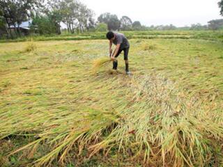 ਇਸ ਸਾਲ ਬੇਮੌਸਮੀ ਬਾਰਿਸ਼ ਨੇ ਕੀਤਾ ਫਸਲਾਂ ਦਾ ਕਾਫੀ ਨੁਕਸਾਨ