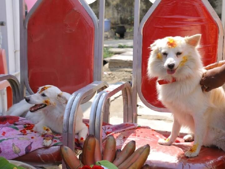 Photographer Celebrate A Baby Shower for dog In Salem; Viral on Social Websites. சேலம் : செல்லப்பிராணிக்கு வளைகாப்பு நடத்திய புகைப்படக் கலைஞர்.. வைரலான வளையல் திருவிழா