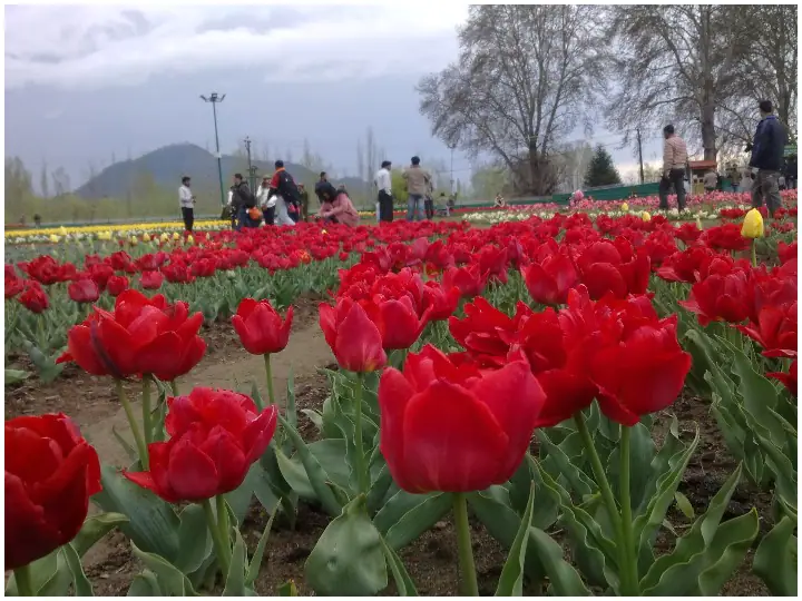 ਡਲ ਝੀਲ ਦੇ ਕੰਢੇ ਟਿਊਲਿਪ ਗਾਰਡਨ 'ਚ ਪਰਤਣਗੇ ਸੈਲਾਨੀ, 23 ਮਾਰਚ ਤੋਂ ਖੋਲ੍ਹਣ ਦਾ ਫੈਸਲਾ