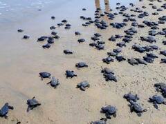 ஆலிவ் ரெட்லி ஆமை முட்டைகளை சரியான முறையில் வனத்துறையினர் சேகரிப்பதில்லை.. எழும் குற்றச்சாட்டு