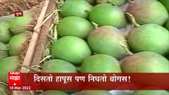 Mango : कोकणी हापूस आणि दक्षिण भारतीय आंब्यांमध्ये हे दोन मोठे फरक