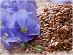 Health Tips : अळशीच्या बियांचे 'हे' आरोग्यदायी फायदे तुम्हाला माहित आहेत का ?