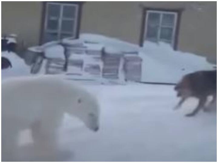 To save baby female polar bear clashed with the dangerous dogs बच्चों को बचाने के लिए खतरनाक कुत्तों के झुंड से भिड़ी मादा पोलर बियर, रोंगटे खड़े कर देगा वीडियो