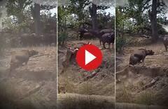 Trending: ਮੱਝਾਂ ਦੇ ਝੁੰਡ ਨੇ ਸ਼ੇਰਨੀ ਨੂੰ ਖਿਦੇੜਿਆ, ਹਿੰਮਤ ਵੇਖ ਹੋ ਜਾਓਗੇ ਹੈਰਾਨ!