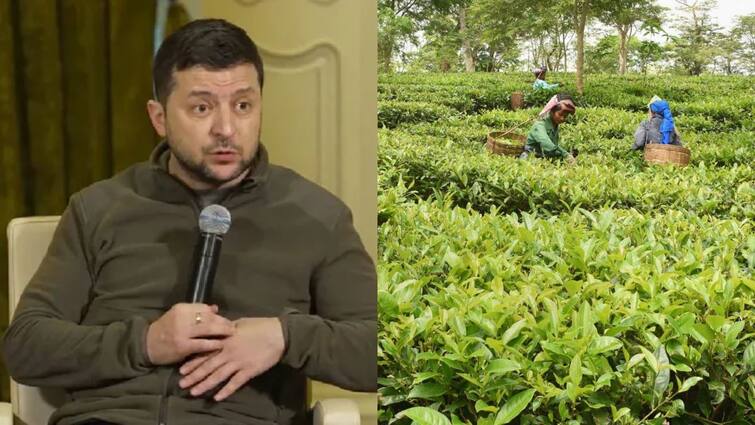 Assam firm launches tea named after Ukraine President Zelenskyy, know in details આસામની ચા બનાવતી કંપનીએ યુક્રેનના રાષ્ટ્રપતિ ઝેલેન્સકીને આ રીતે માન આપ્યું, જાણો શું કર્યું