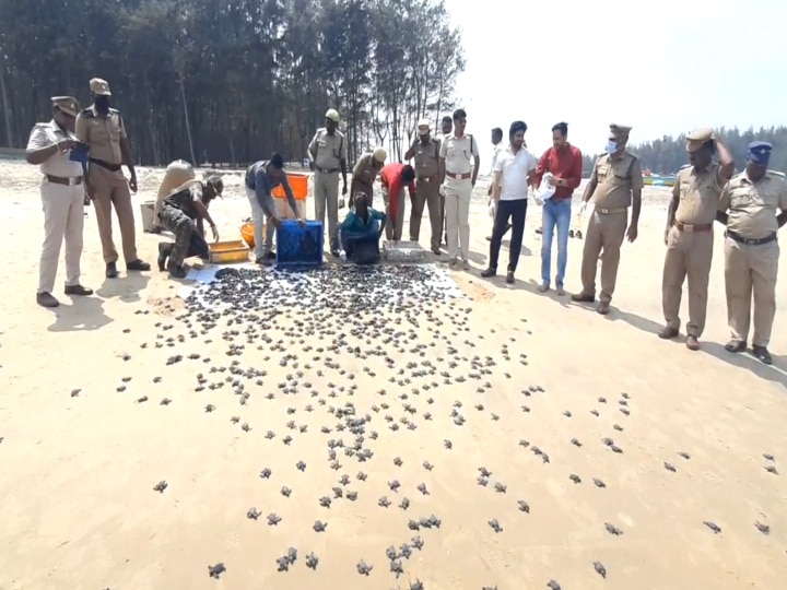 ஆலிவ் ரெட்லி ஆமை முட்டைகளை சரியான முறையில் வனத்துறையினர் சேகரிப்பதில்லை..  எழும் குற்றச்சாட்டு