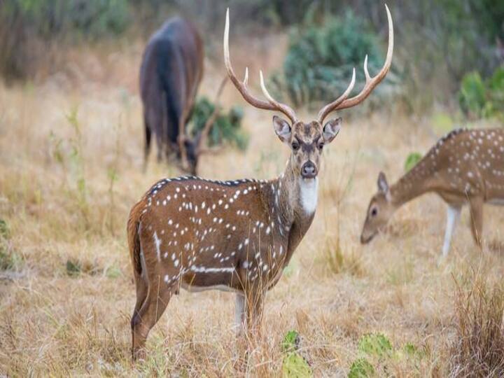 Deer dies of anthrax at IIT Chennai IIT Chennai : சென்னையில் ஆந்த்ராக்ஸ்க்கு மான் உயிரிழப்பு
