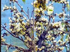 होली पर क्यों है भगवान शिव को प्रिय ये पेड़, क्या है खास महत्व, धन वर्षा के लिए होती हैं क्रियाएं