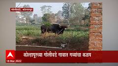 Kolhapur : कोल्हापूर जिल्ह्यातील गोलीवडे गावात गव्यांची दहशत, गावाच्या शिवारात गव्यांचा कळप शिरला