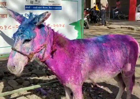 धुळवडीला जावयाची गाढवावरुन मिरवणूक!