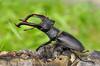 Price of Stag Beetle: ਇਹ ਦੁਨੀਆਂ ਦਾ ਸਭ ਤੋਂ ਮਹਿੰਗਾ ਕੀੜਾ, ਰਾਤੋ-ਰਾਤ ਬਣਾ ਸਕਦਾ ਕਰੋੜਪਤੀ, ਜਾਣੋ ਕਿੱਥੇ ਮਿਲਦਾ