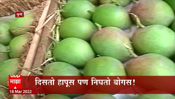 Pune Hapus: पुण्यात बनावट हापूसच्या 42 पेट्या जप्त, हापूस खरेदी करताना खात्री करा! ABP Majha