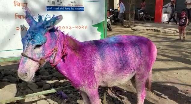 राज्यभर धुळवड मोठ्या धुमधडाक्यात साजरा होत असतानाच बीडमध्ये मात्र आजच्या दिवशी गावातील जावायाला गाढवावर बसून मिरवत आहे.