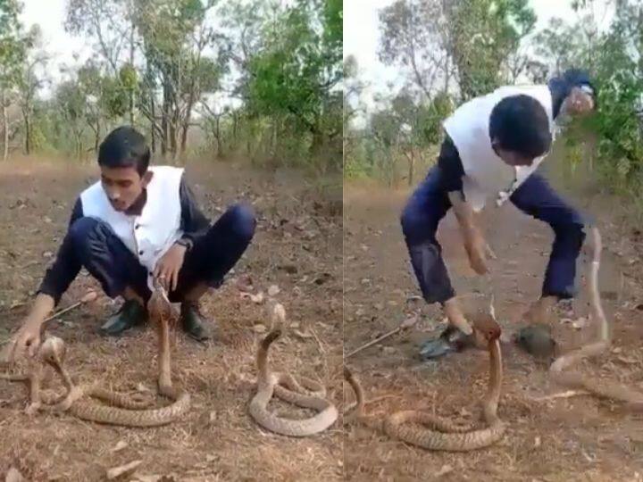 Viral Video snake attacked person playing with snakes video will surprise Viral Video : सापासोबत खेळणं पडलं महागात; अचानक घडली अशी घटना, पाहून व्हाल थक्क