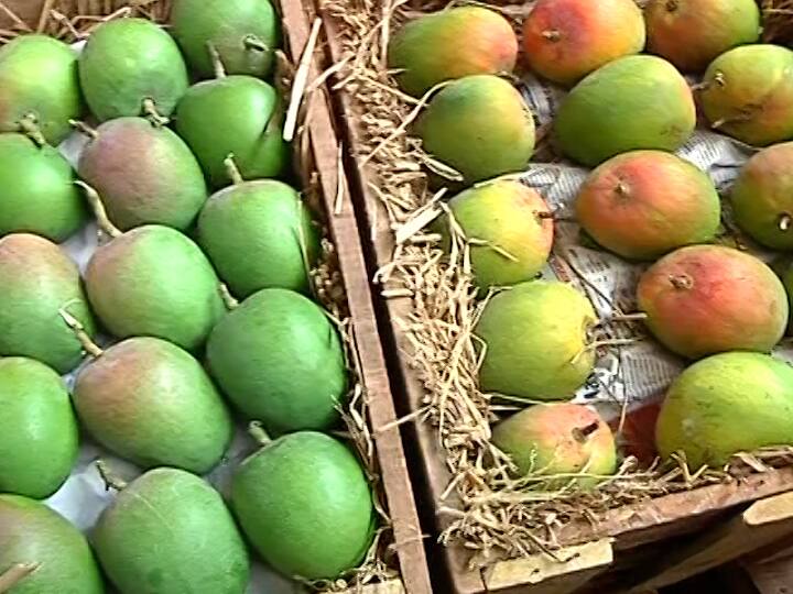 Duplicate Hapus Mango in Pune Market Fake Hapus Mango filed in Pune Agriculture Income Committee takes action against traders Maharashtra News दिसतो हापूस... असतो बोगस! पुण्यामध्ये बनावट हापूस आंबा दाखल, कृषी उत्पन्न समितीची व्यापाऱ्यांवर कारवाई