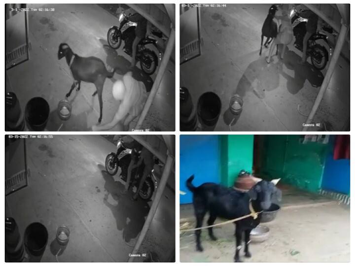 Thirunelveli Fear of being caught in a CCTV footage has caused a stir among thieves who have brought back a stolen goat and left. Watch video : சாமிக்கும், சிசிடிவி காட்சிக்கும் பயம்.. திருடிய ஆட்டை மீண்டும் கொண்டுவந்து விட்ட திருடர்கள்.. என்ன ஆச்சு?