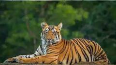 Sundarban: দোলের দিন সুন্দরবনে রয়্যাল-দর্শন! উচ্ছ্বসিত পর্যটকরা ।Bangla News