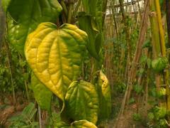 கரூர்: தண்ணீர்ல சிக்கல்.. கொடியிலேயே கருகும் வெற்றிலைகள்.. பாழாகும் சாகுபடி! வேதனையில் விவசாயிகள்!