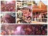 Holi 2022: महिला समूह ने सीहोर की होली को बनाया खास, पलाश के फूलों से तैयार रंग और गुलाल की हुई बारिश