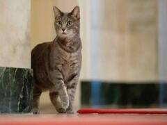 Chhattisgarh News: बिल्लियां करती थीं सरकारी दफ्तरों के फाइल की सिक्योरिटी, जानें- बदले में क्या देती थी सरकार