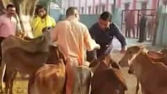 CM Yogi Adityanath likely to take part in Shobha Yatra in Gorakhpur