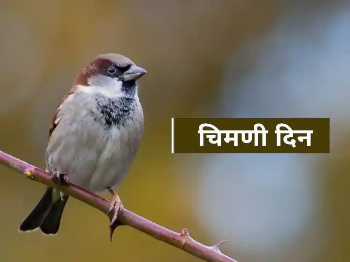 World Sparrow Day 2022 let's do these thing to save the sparrow World Sparrow Day 2022 : 'या चिमण्यांनो परत फिरा...', जागतिक चिमणी दिवस स्पेशल रिपोर्ट