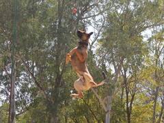 MP News: सीमा पर जवानों के साथ पहरा देने वाले डॉग्स ने दिखाए हैरतअंगेज करतब, लोगों ने दातों तले दबाई उंगली