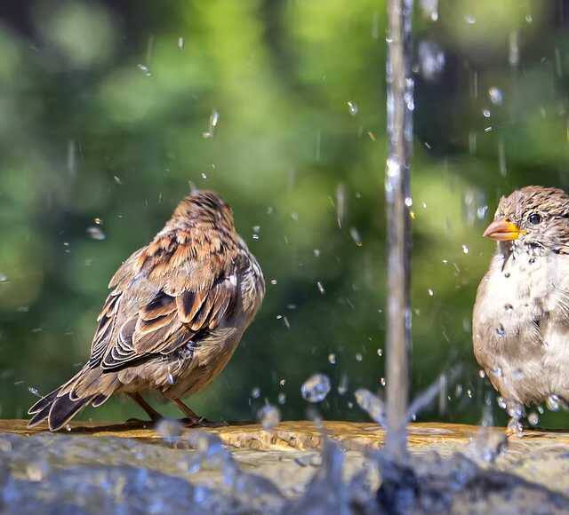 जगभरात 26 जातीच्या चिमण्यांची नोंद आहे. मात्र या 26 पैकी फक्त 23 चिमण्यांची छायाचित्र सध्या उपलब्ध आहेत. चिमण्या लुप्त होण्यामुळे पर्यावरणापुढे अनेक धोके उभे राहिले आहेत.