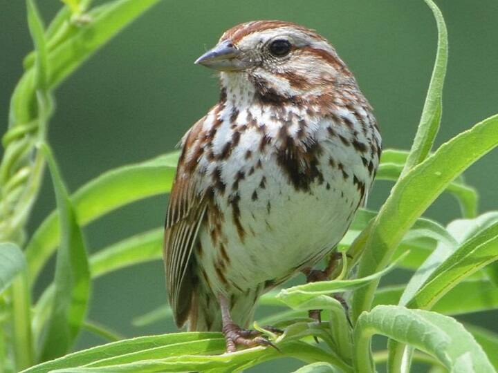 World Sparrow Day 2022: Here are the Interesting Things you should know about Sparrow உலக சிட்டுக்குருவிகள் தினம்...! - சிட்டுக்குருவிகள் சொல்லவரும் சேதி தெரியுமா உங்களுக்கு...!