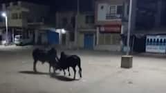 બનાસકાંઠાઃ ફરી એકવાર રખડતા ઢોરનો આતંક આવ્યો સામે, જુઓ આ સીસીટીવી ફુટેજ