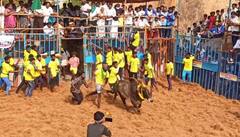 அவனியாபுரம் ஜல்லிக்கட்டு போட்டி -  தென்கால் பாசன விவசாயிகள் சங்கத்தினரே நடத்த அனுமதி கோரி மனு