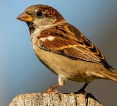 World Sparrow Day 2022 : चिमण्या कुठं गेल्या? आज चिमणी दिन... चिमण्यांना वाचविण्यासाठी 'हे' करूयात