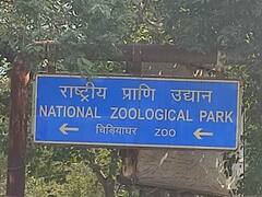 Delhi Zoo में तीन सालों में बिग कैट प्रजाति के 10 जानवरों की मौत, बताई जा रही है यह वजह