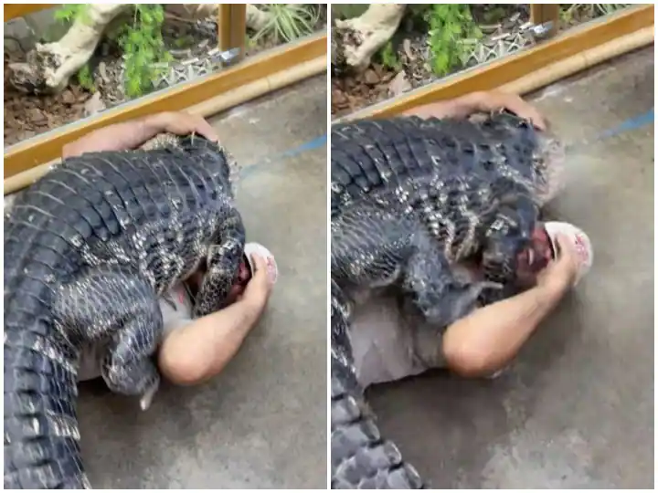 Watch : ਰੇਂਗਦਾ ਹੋਇਆ ਮਗਰਮੱਛ ਤੇ ਅਚਾਨਕ ਵਿਅਕਤੀ 'ਤੇ ਚੜ੍ਹ ਗਿਆ, ਰੋਂਗਟੇ ਖੜ੍ਹੇ ਕਰ ਦੇਵੇਗਾ ਵੀਡੀਓ 