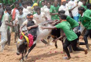 சீறிய காளைகள்.. அடக்கிய வீரர்கள்.. கோலாகலமாக நடந்த புதுக்கோட்டை ஜல்லிக்கட்டு!!