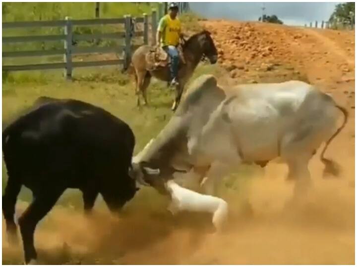 दो सांडों की लड़ाई में कुत्ते ने दिखाया गजब का हौसला, बीच में आ टपका और फिर हुआ ऐसा हाल The dog showed great courage in the fight of two bulls watch video दो सांडों की लड़ाई में कुत्ते ने दिखाया गजब का हौसला, बीच में आ टपका और फिर हुआ ऐसा हाल