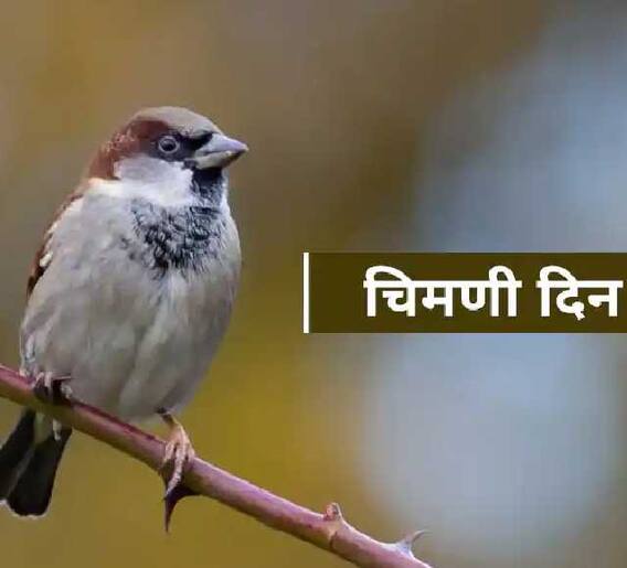 चिमणी दिनानिमित्त चिमण्यांना वाचविण्यासाठी 'हे' करूयात