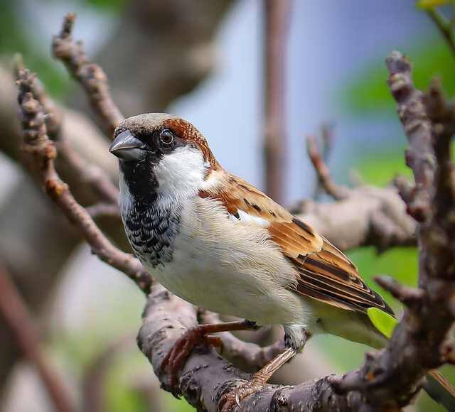 चिमण्यांना वाचविण्यासाठी - उन्हाचा दाह वाढल्याने या पक्षांच्या पाण्याच्या सोयीसाठी घरात किंवा अंगणात पाण्याची व्यवस्था करावी. त्यासाठी एखादे मातीचे भांडे पक्ष्यांना पाणी पिणे पिणे शक्य होईल अशा ठिकाणी ठेवावे.