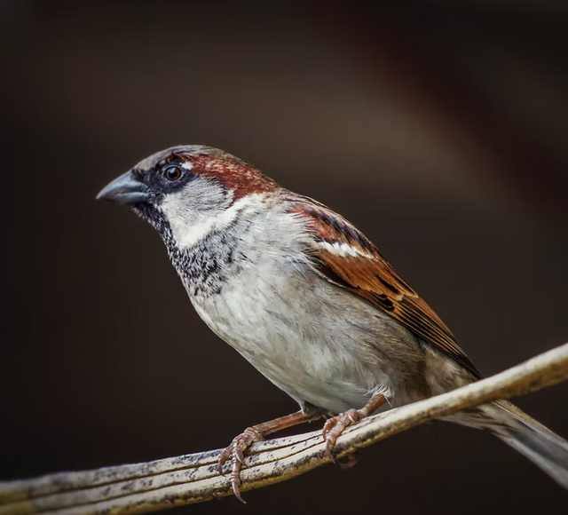 सध्या देशभरातील चिमण्यांच्या अनेक जाती नामशेष होण्याच्या मार्गावर आहेत. त्यातील अनेक जाती तर इतिहासजमा झाल्या आहेत. 'पासर डोमेस्टीकस' (Passer Domesticus) अर्थातच 'हाऊस स्पॅरो' (House Sparrow) ही चिमण्यांची जात सर्व जगभरात आहे.